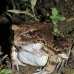 frog_jungle_smoky_la_v_0571_ecu1308.jpg